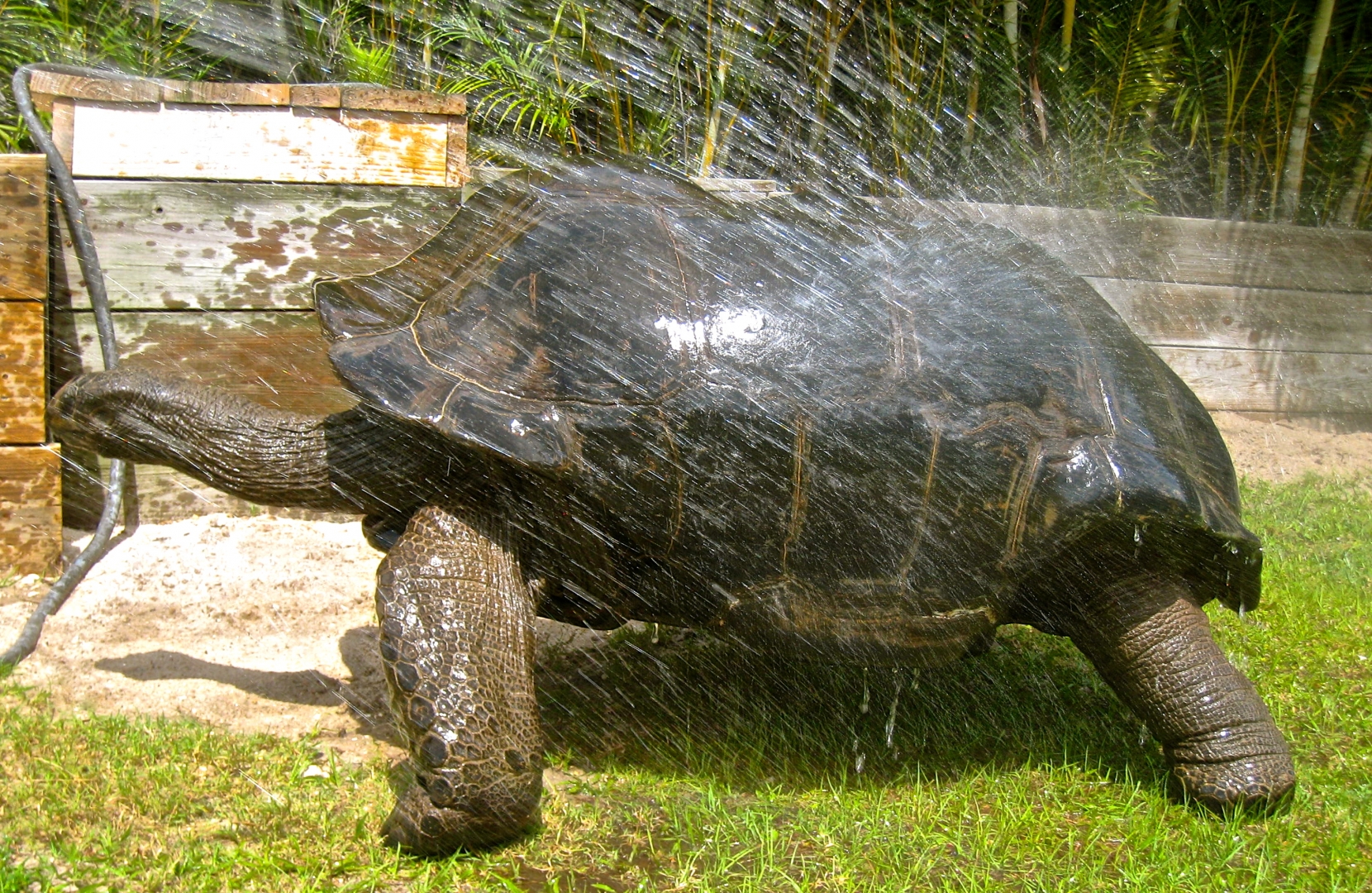 ALDABRA BREEDER
