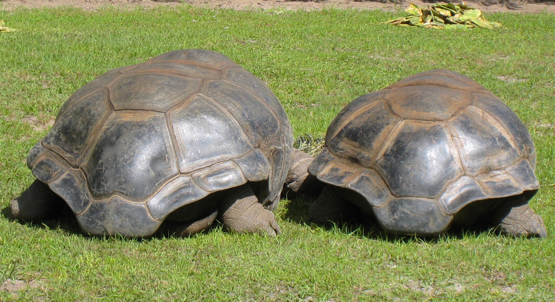ALDABRA BREEDER