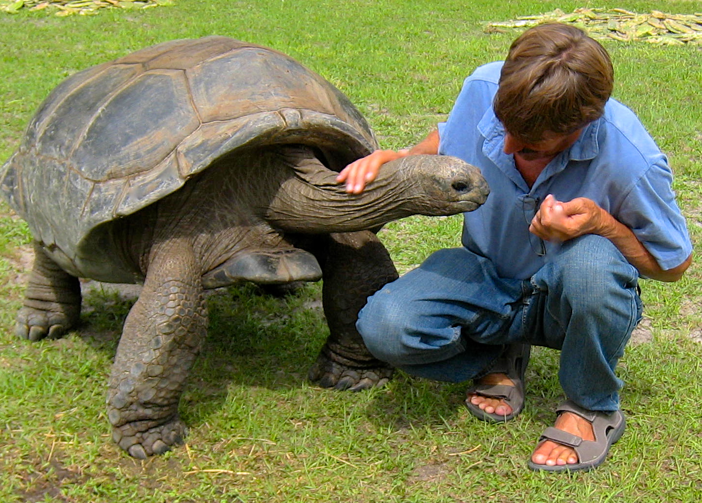 ALDABRA BREEDER