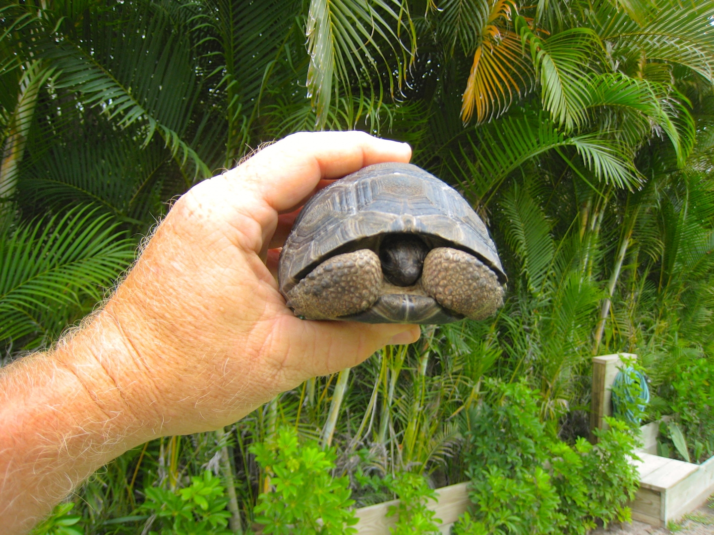 ALDABRA BREEDER