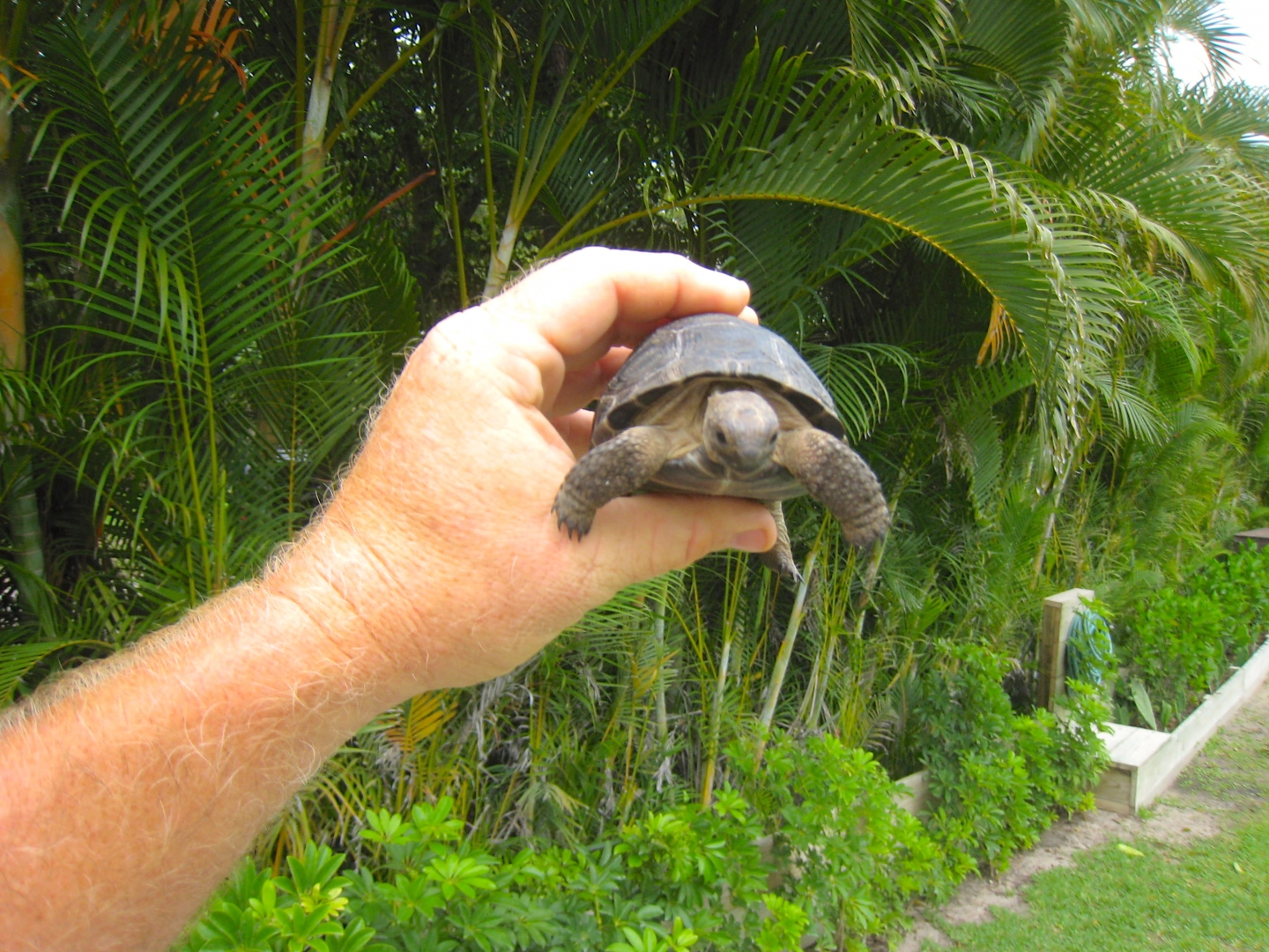 ALDABRA BREEDER