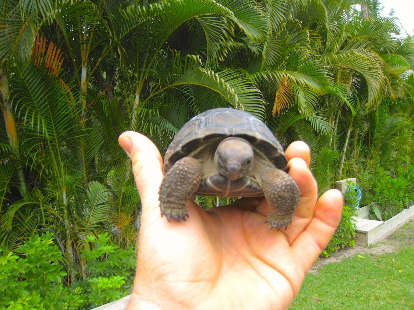 ALDABRA BREEDER