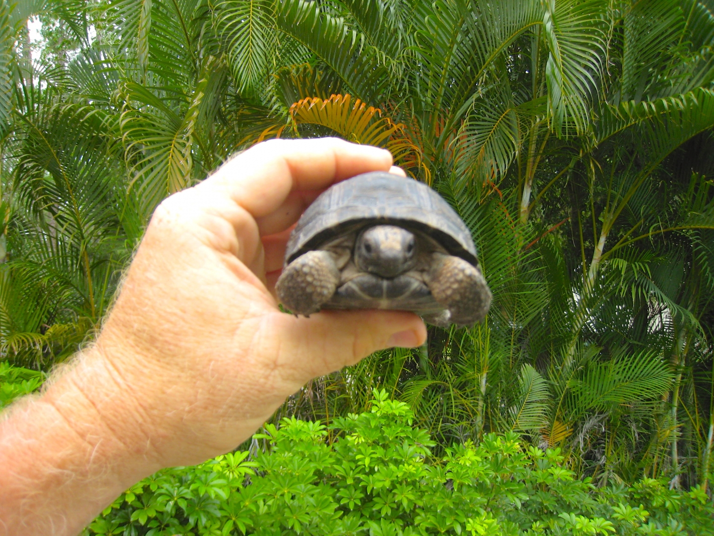ALDABRA BREEDER