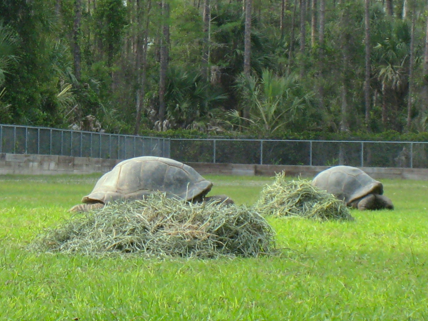 ALDABRA BREEDER