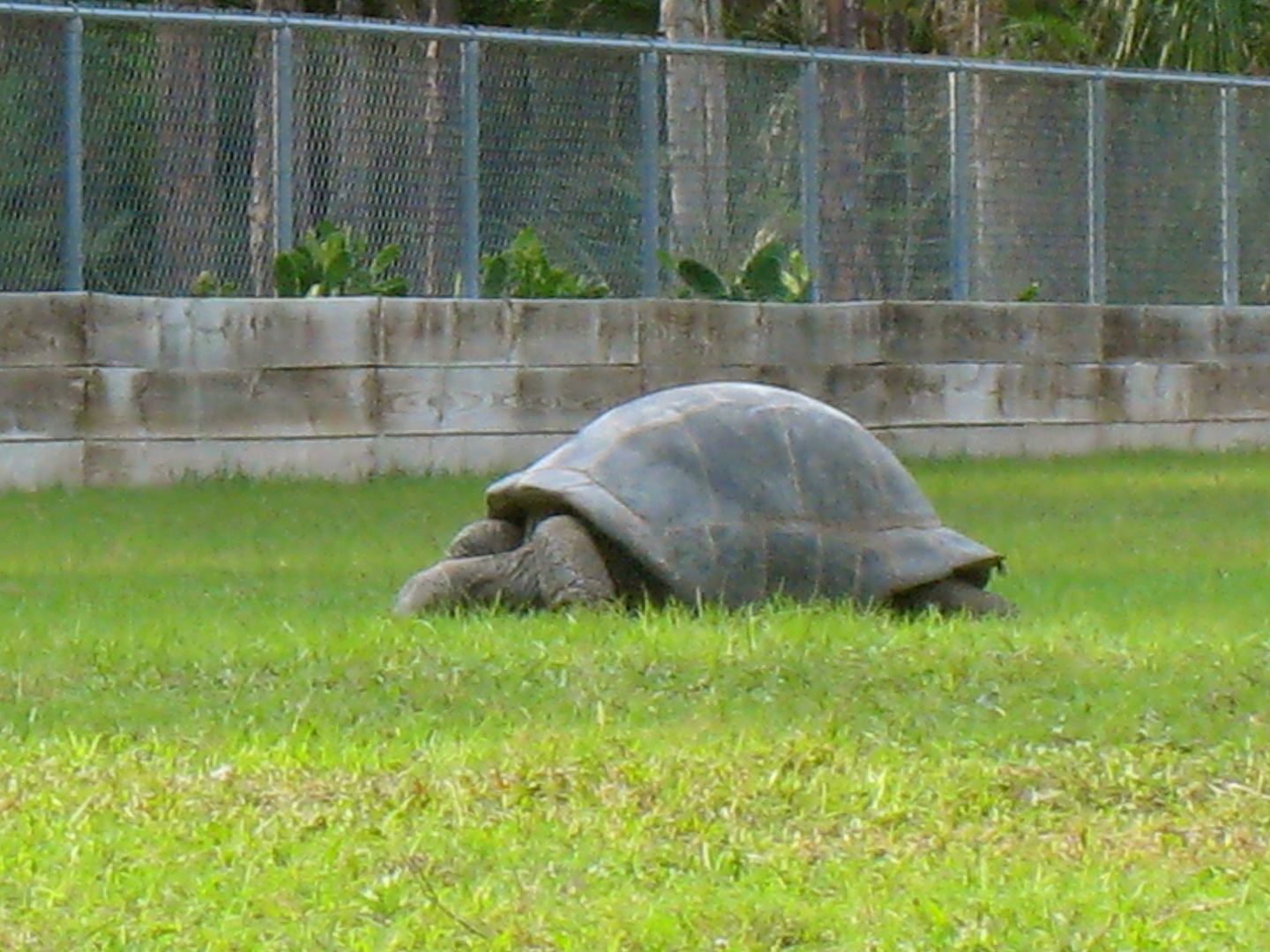ALDABRA BREEDER