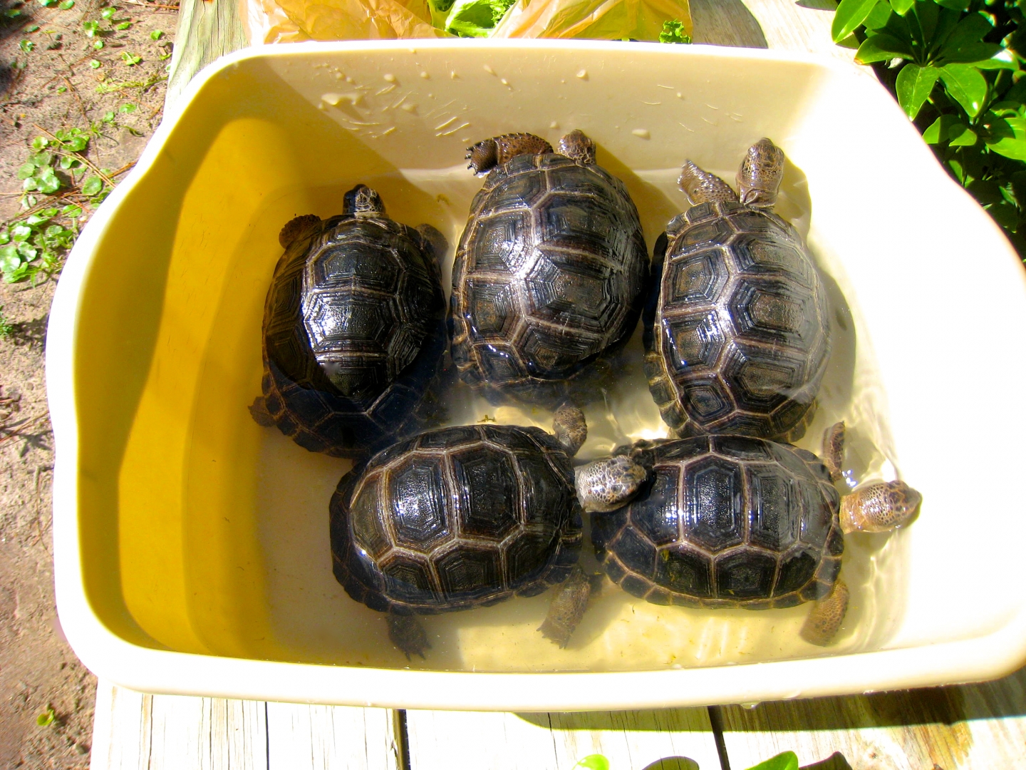 ALDABRA BREEDER