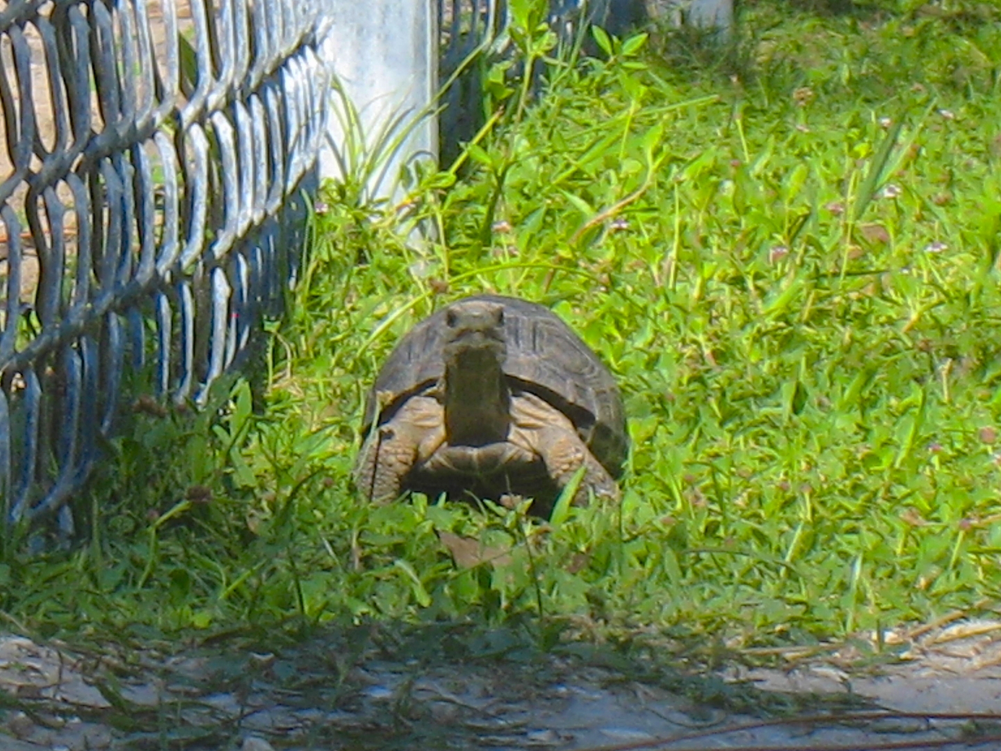 ALDABRA BREEDER