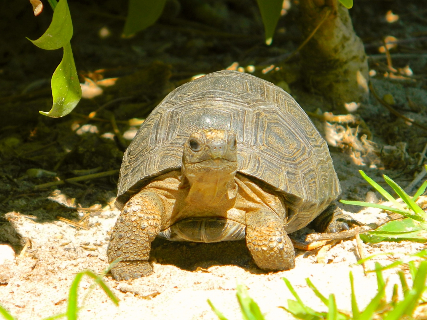 ALDABRA BREEDER