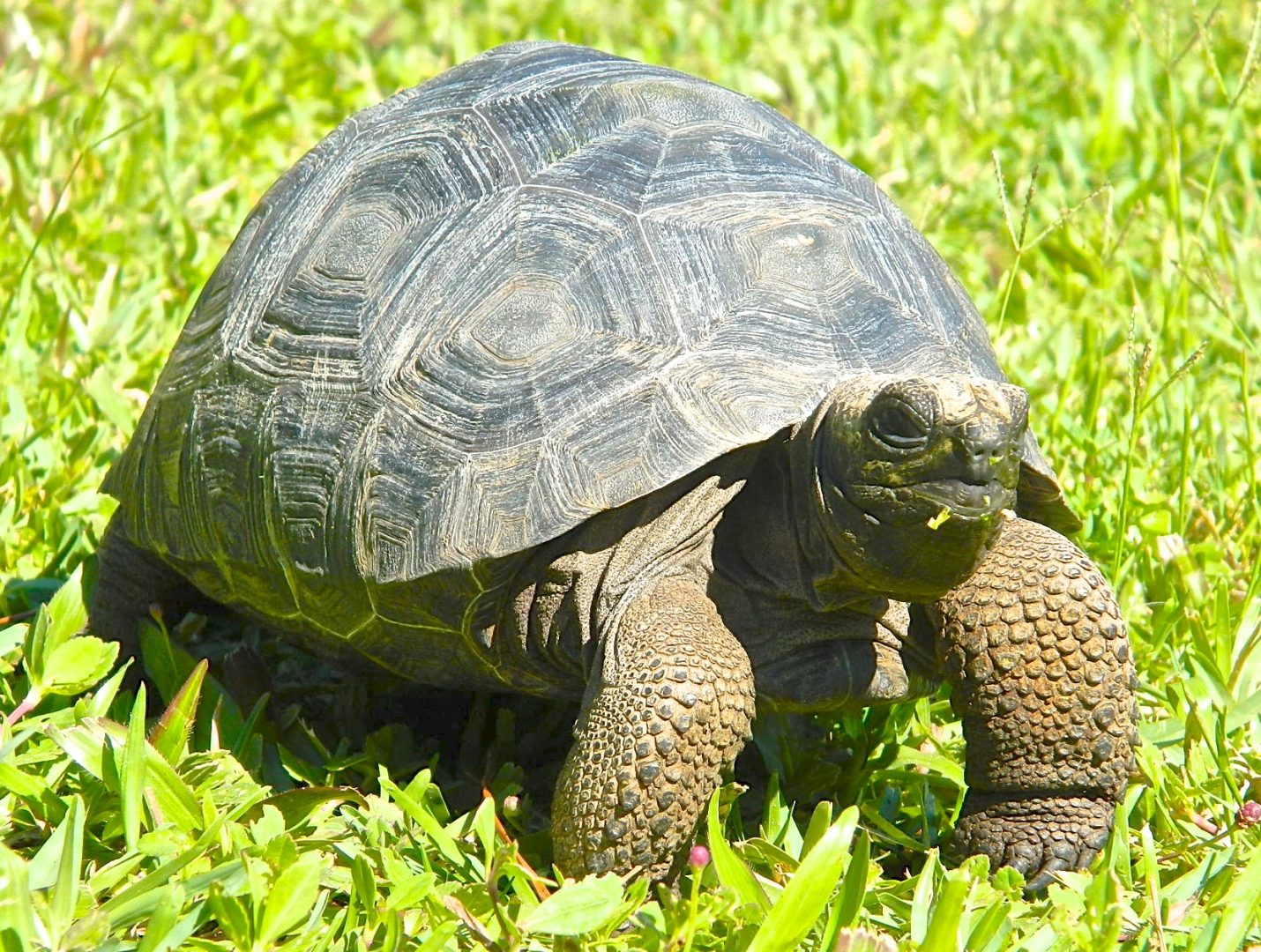 ALDABRA BREEDER