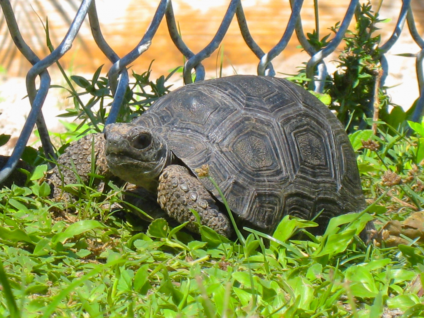 ALDABRA BREEDER