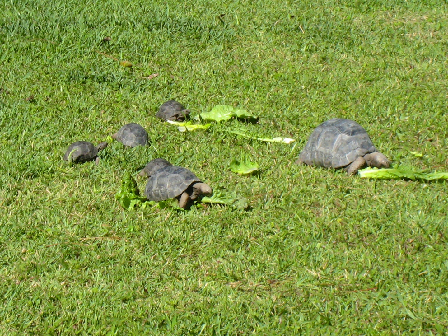 ALDABRA BREEDER