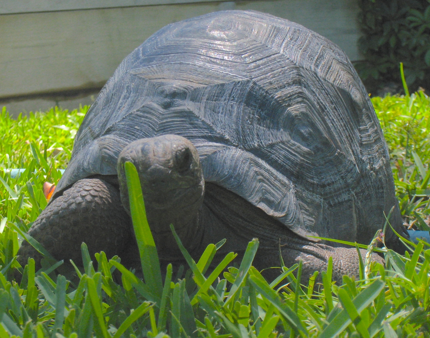 ALDABRA BREEDER
