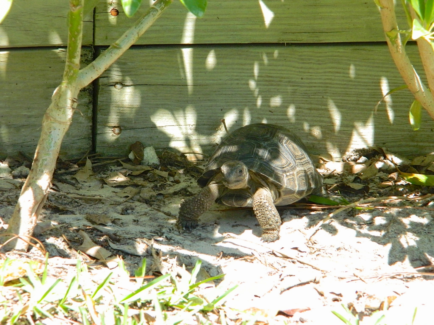 ALDABRA BREEDER