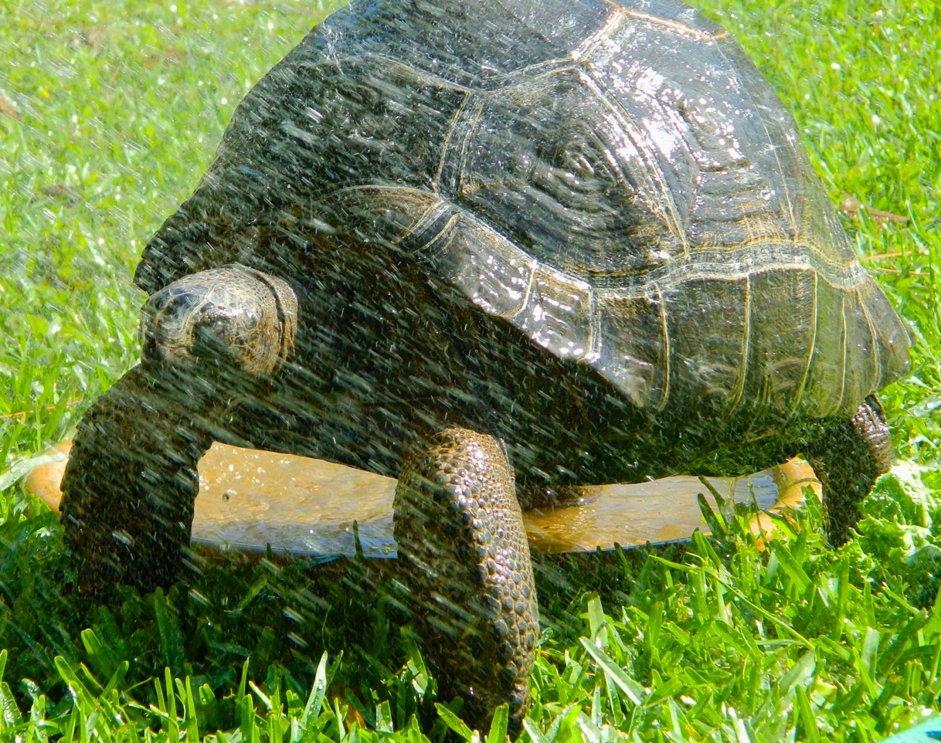 ALDABRA BREEDER