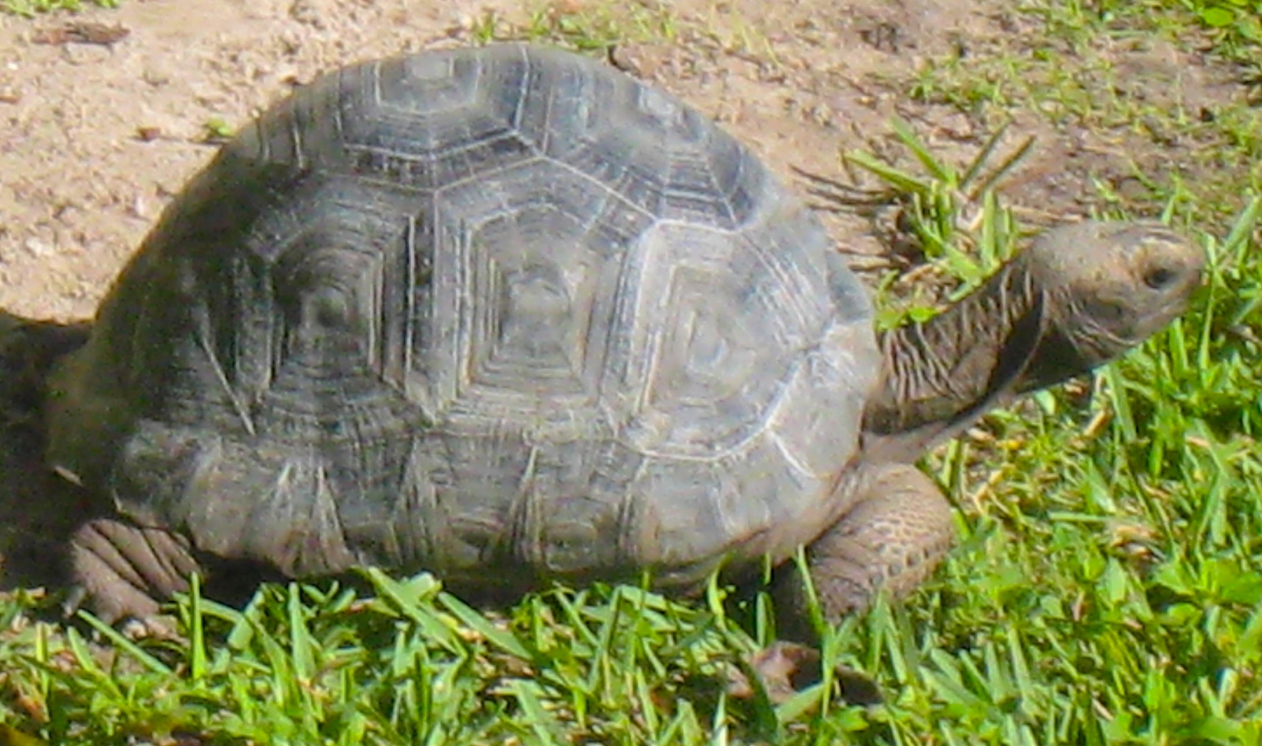 ALDABRA BREEDER