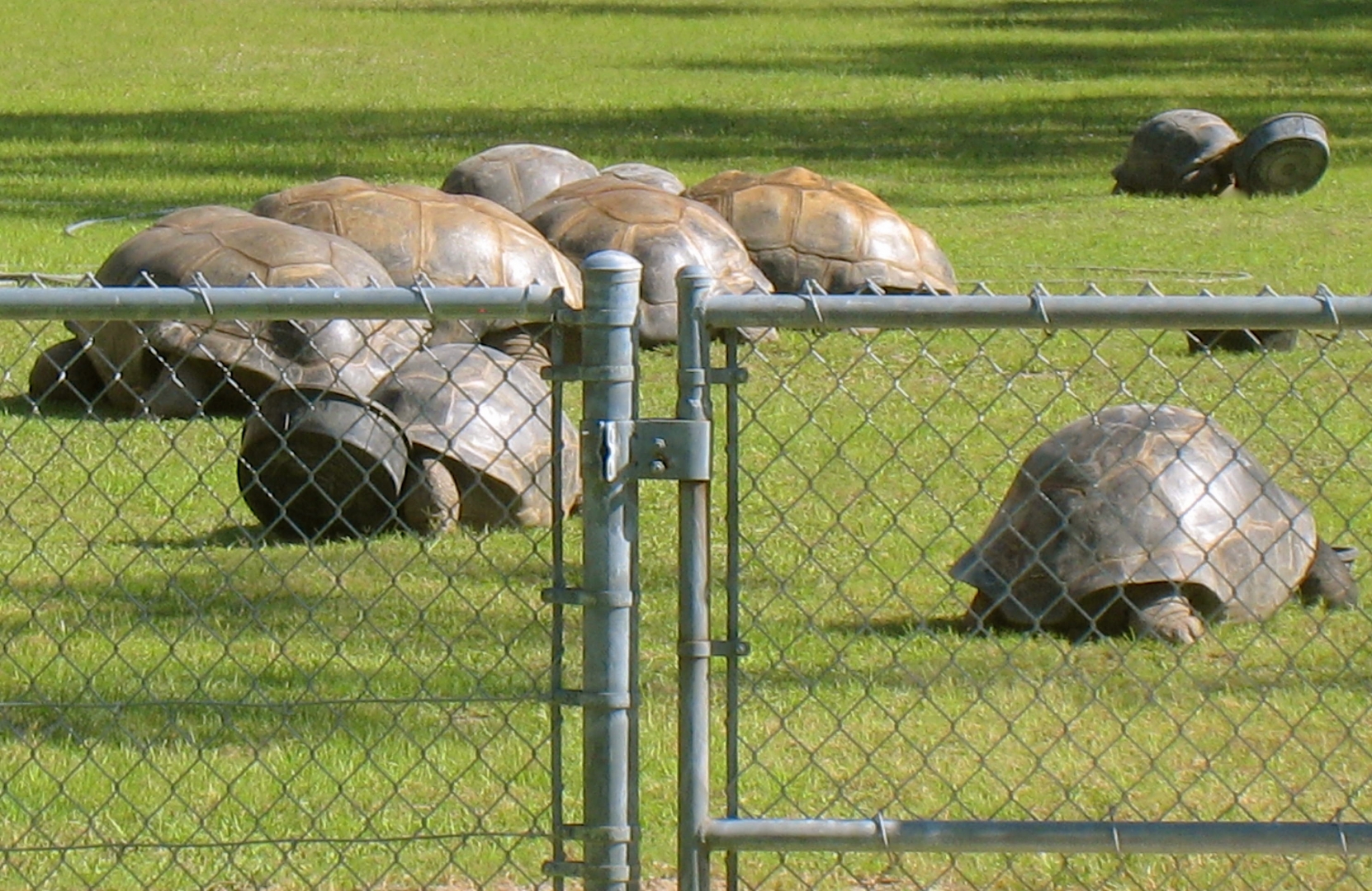 ALDABRA BREEDER
