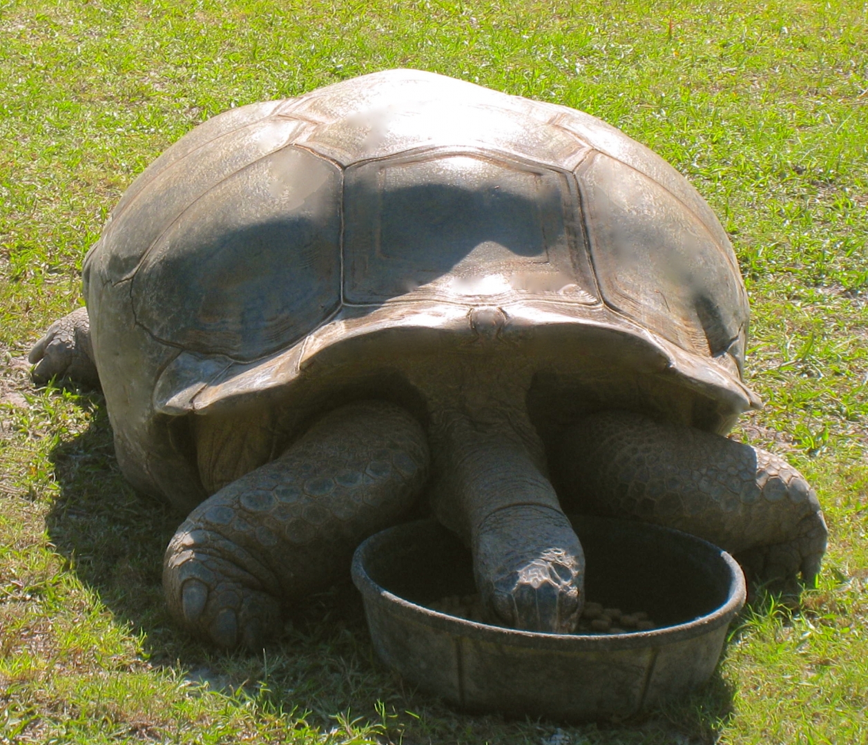ALDABRA BREEDER