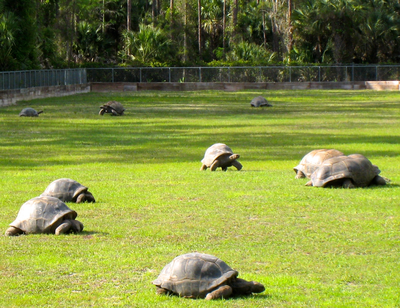 ALDABRA BREEDER