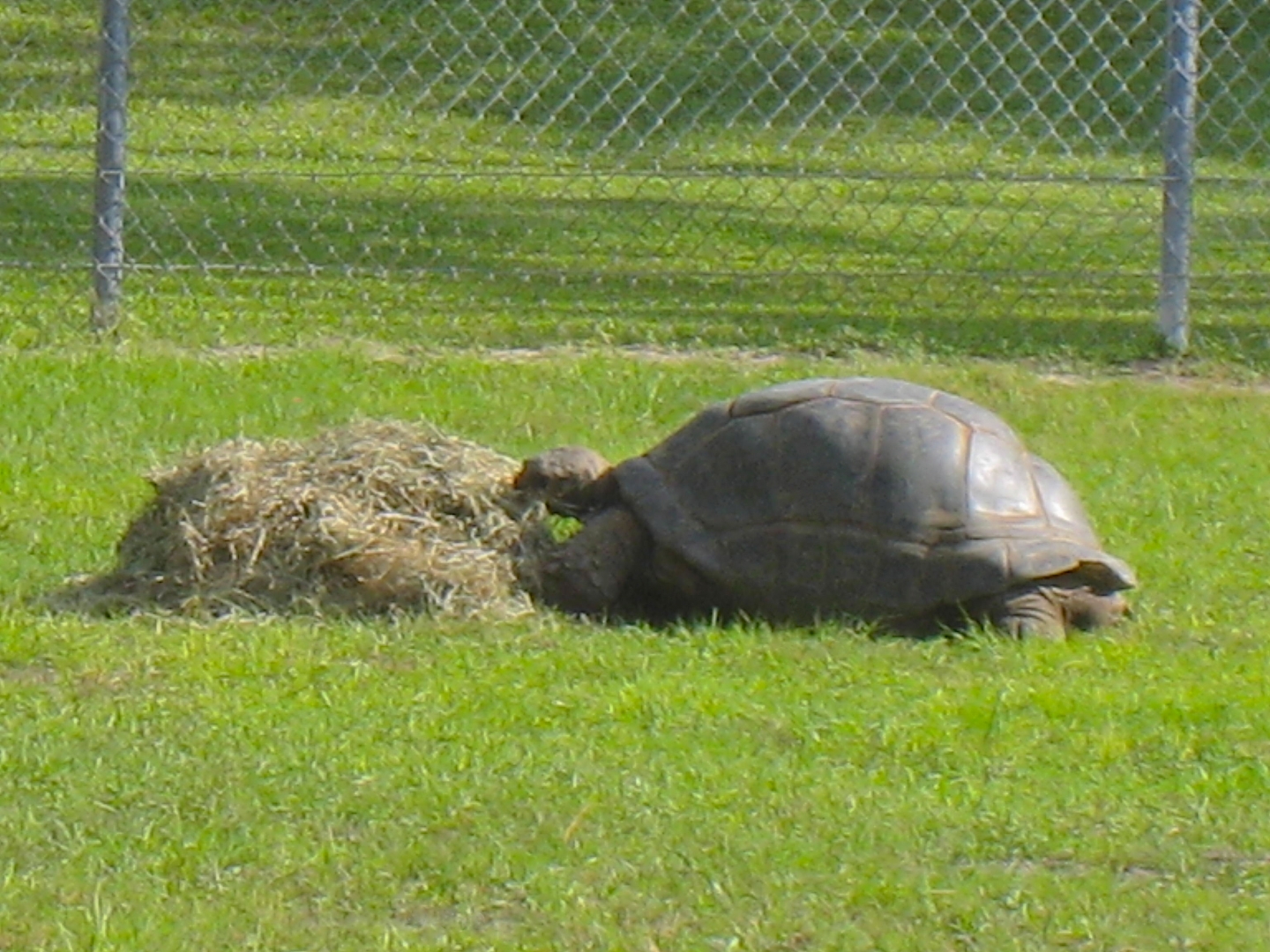 ALDABRA BREEDER