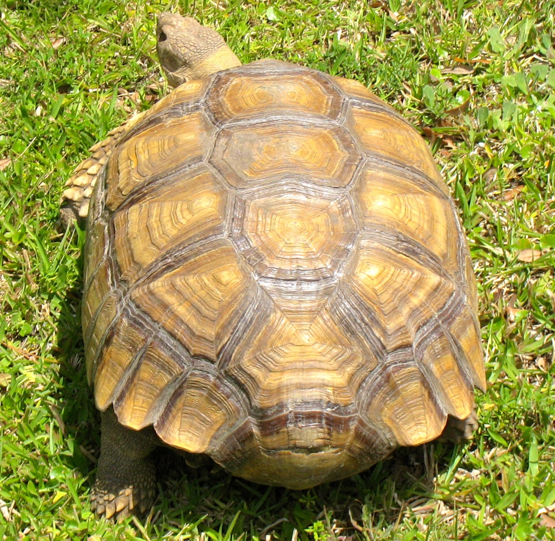 ALDABRA BREEDER