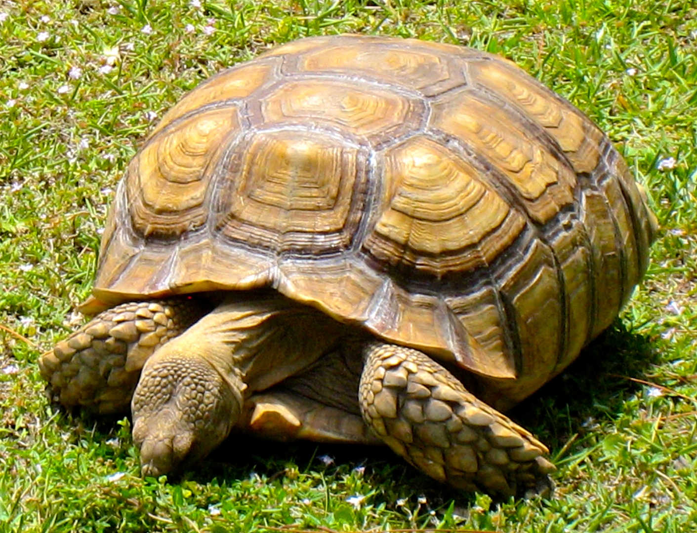 ALDABRA BREEDER