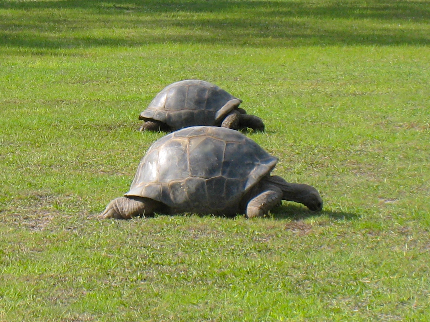 ALDABRA BREEDER