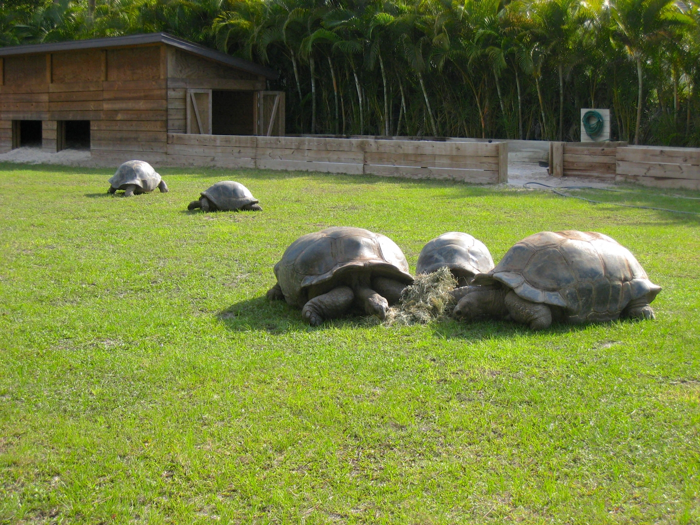 ALDABRA BREEDER
