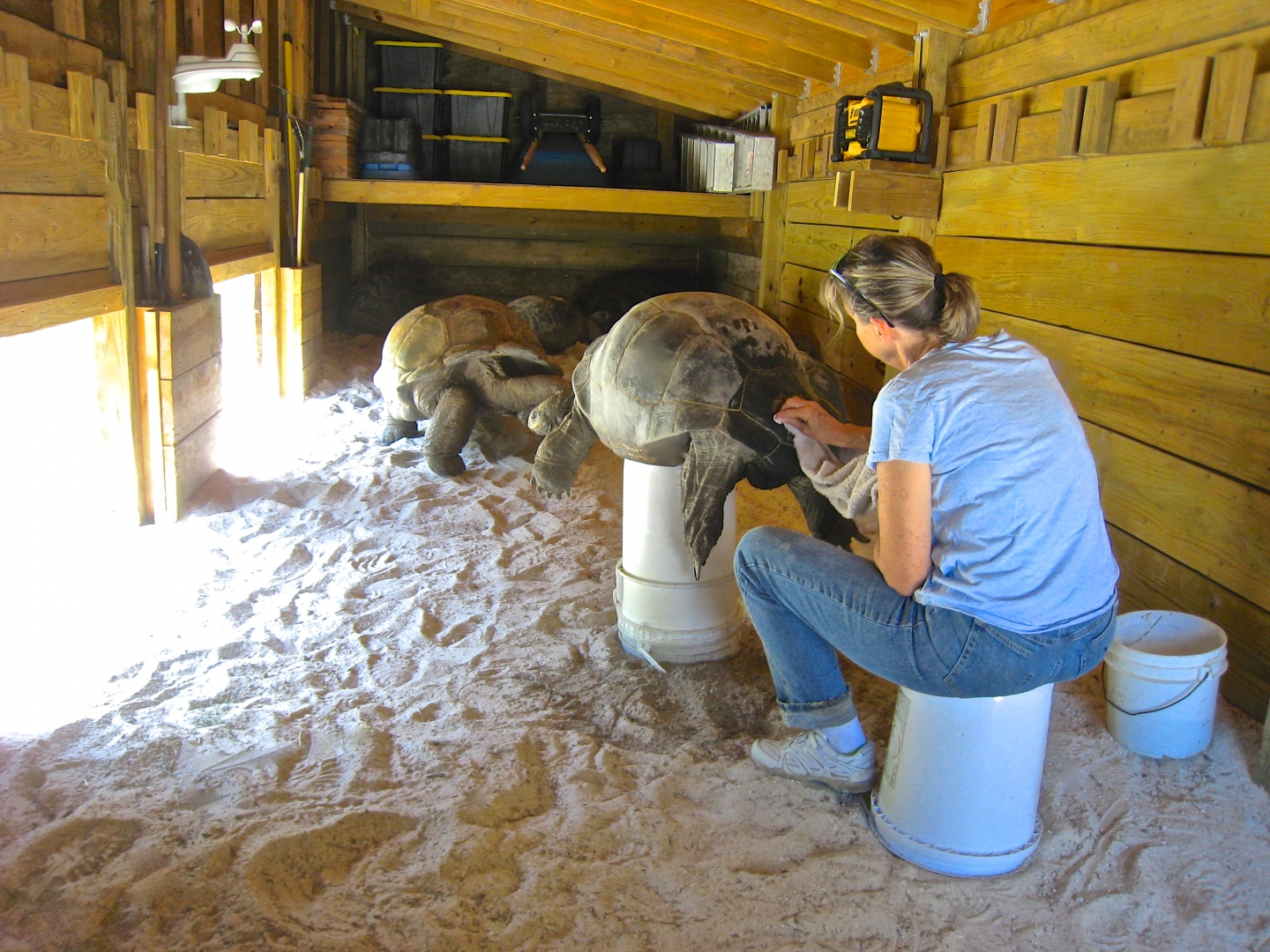 ALDABRA BREEDER
