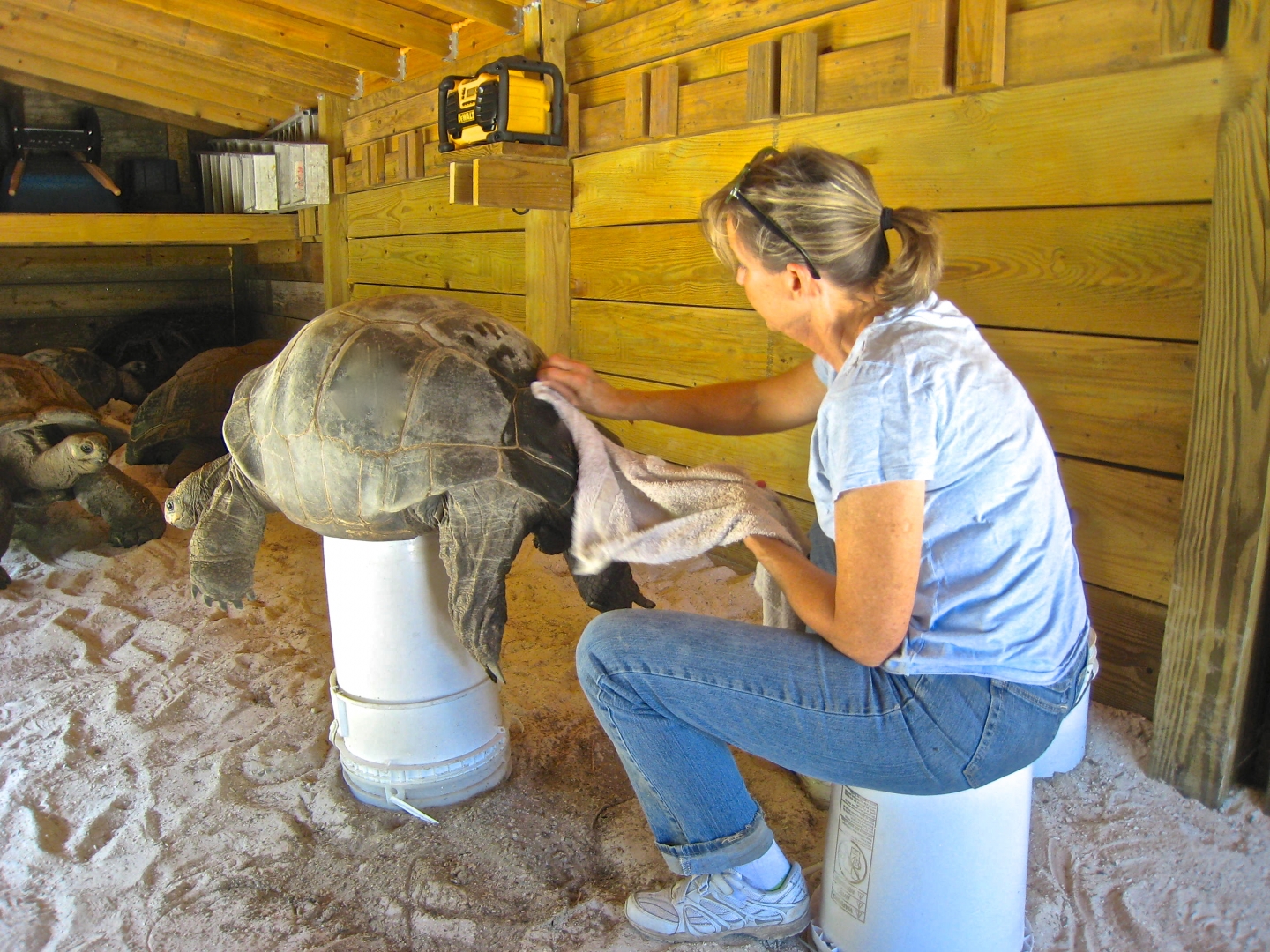 ALDABRA BREEDER