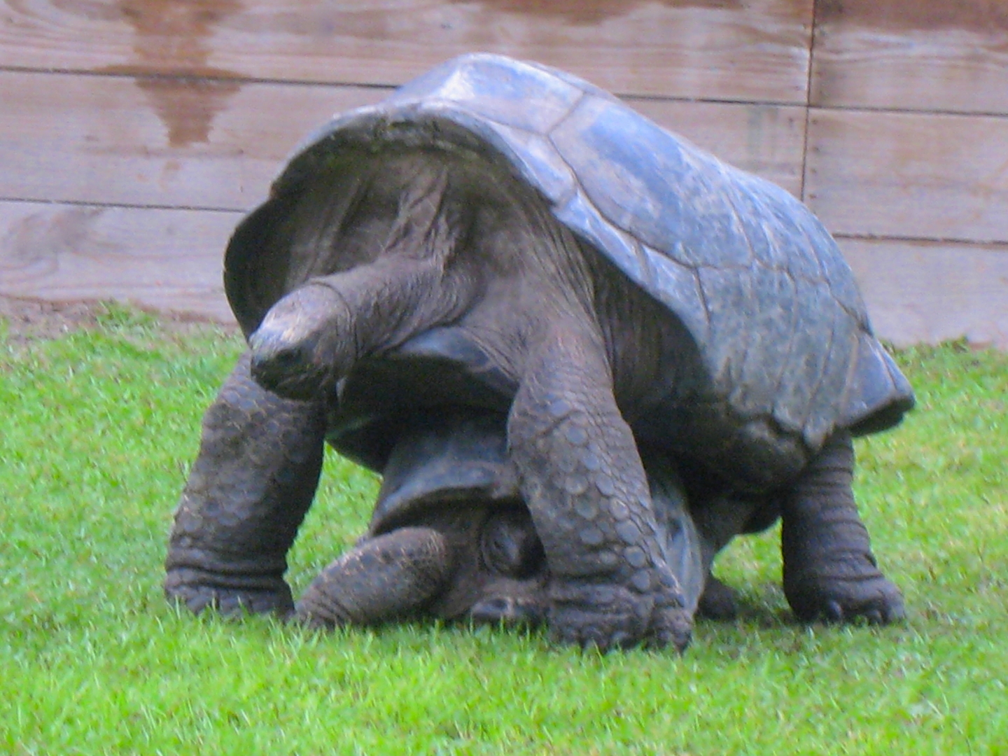 ALDABRA BREEDER