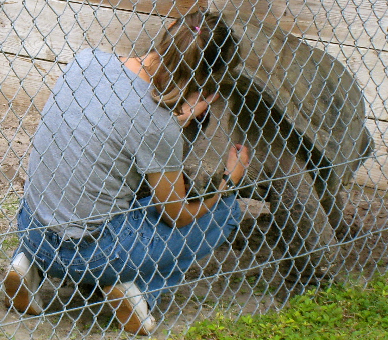 ALDABRA BREEDER