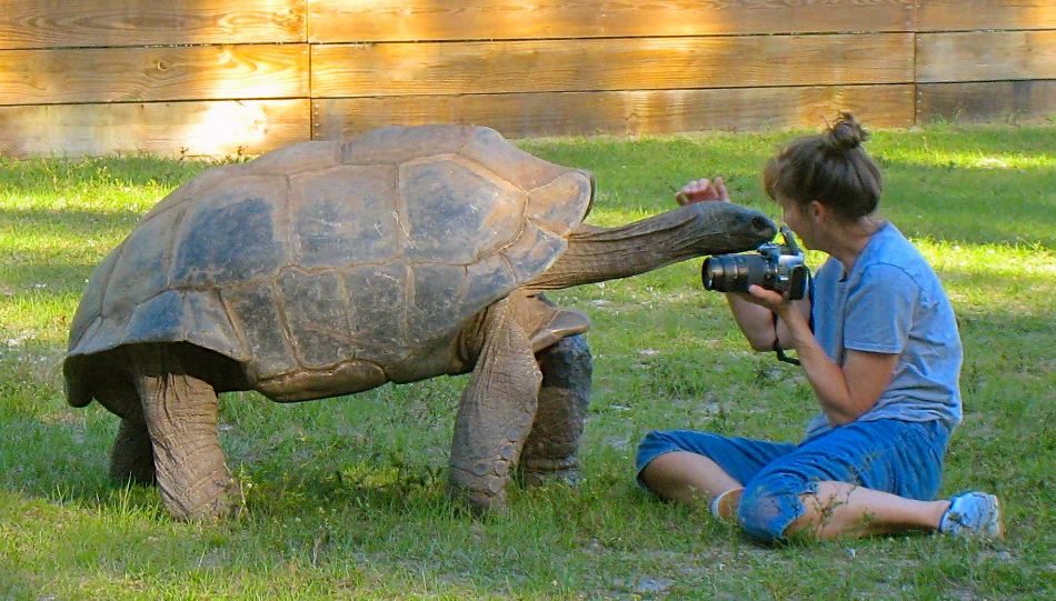 ALDABRA BREEDER
