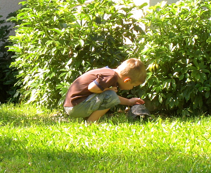 ALDABRA BREEDER
