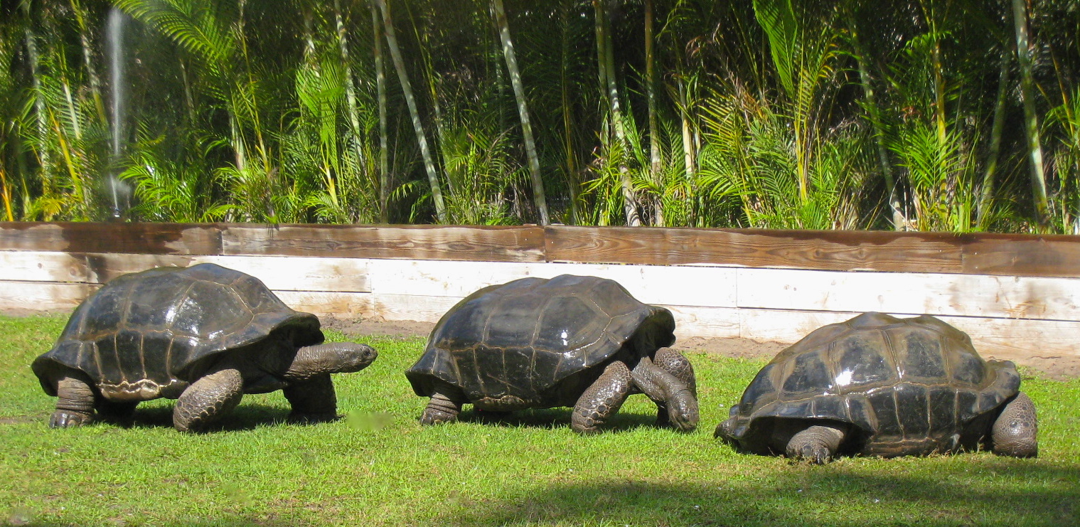 ALDABRA BREEDER