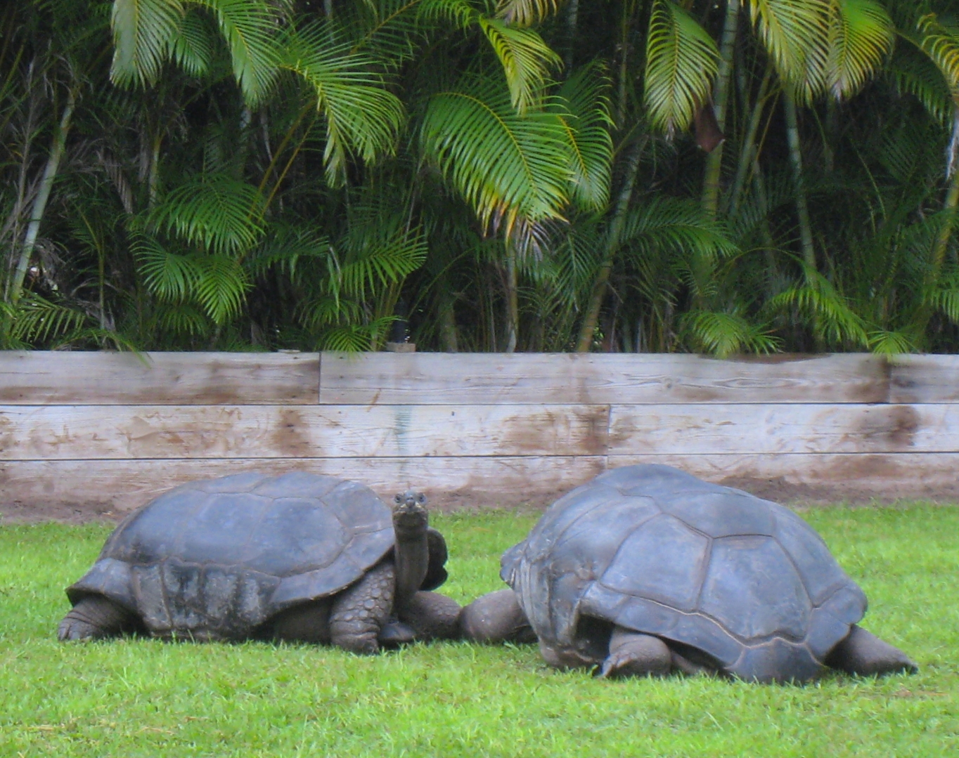 ALDABRA BREEDER
