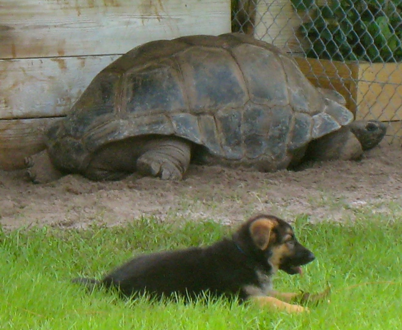 ALDABRA BREEDER