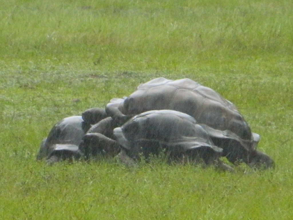 ALDABRA BREEDER