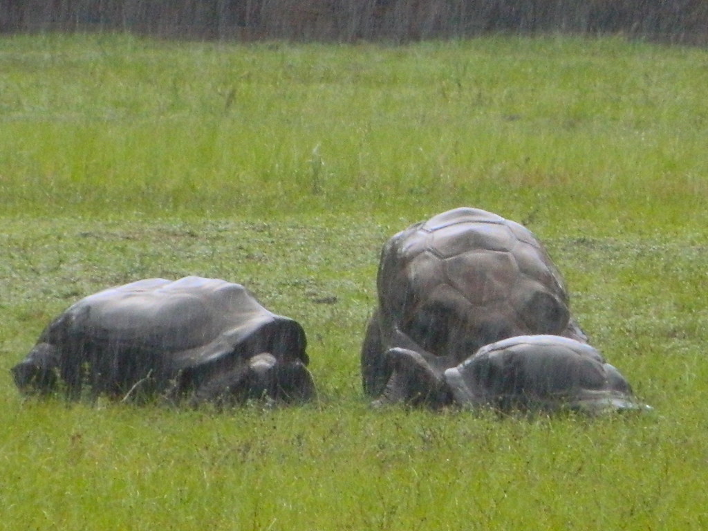 ALDABRA BREEDER