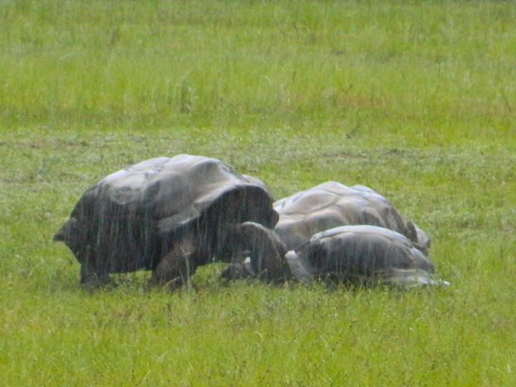 ALDABRA BREEDER