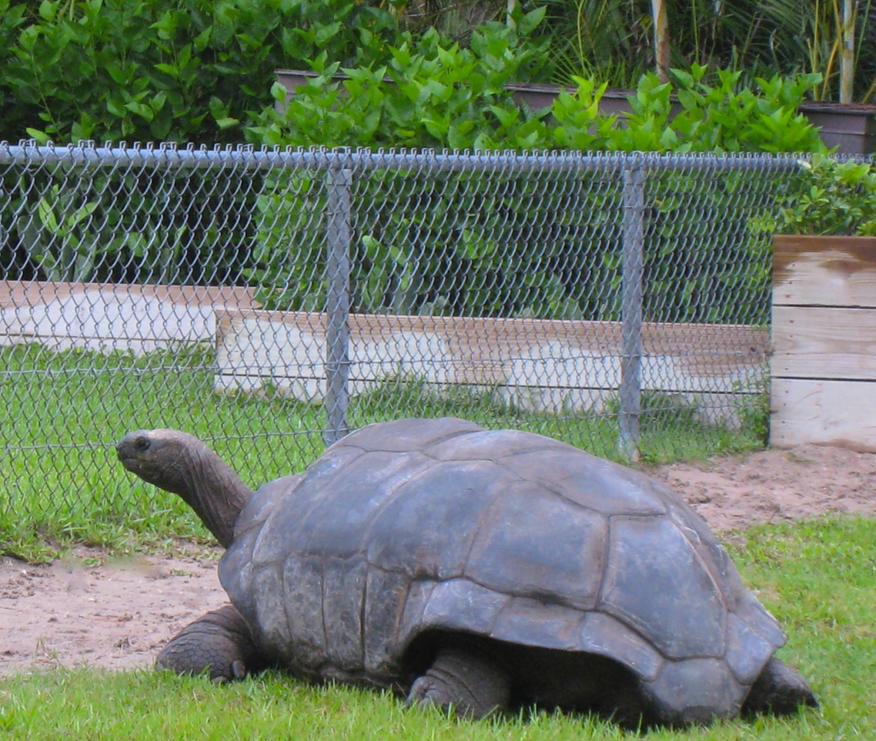 ALDABRA BREEDER