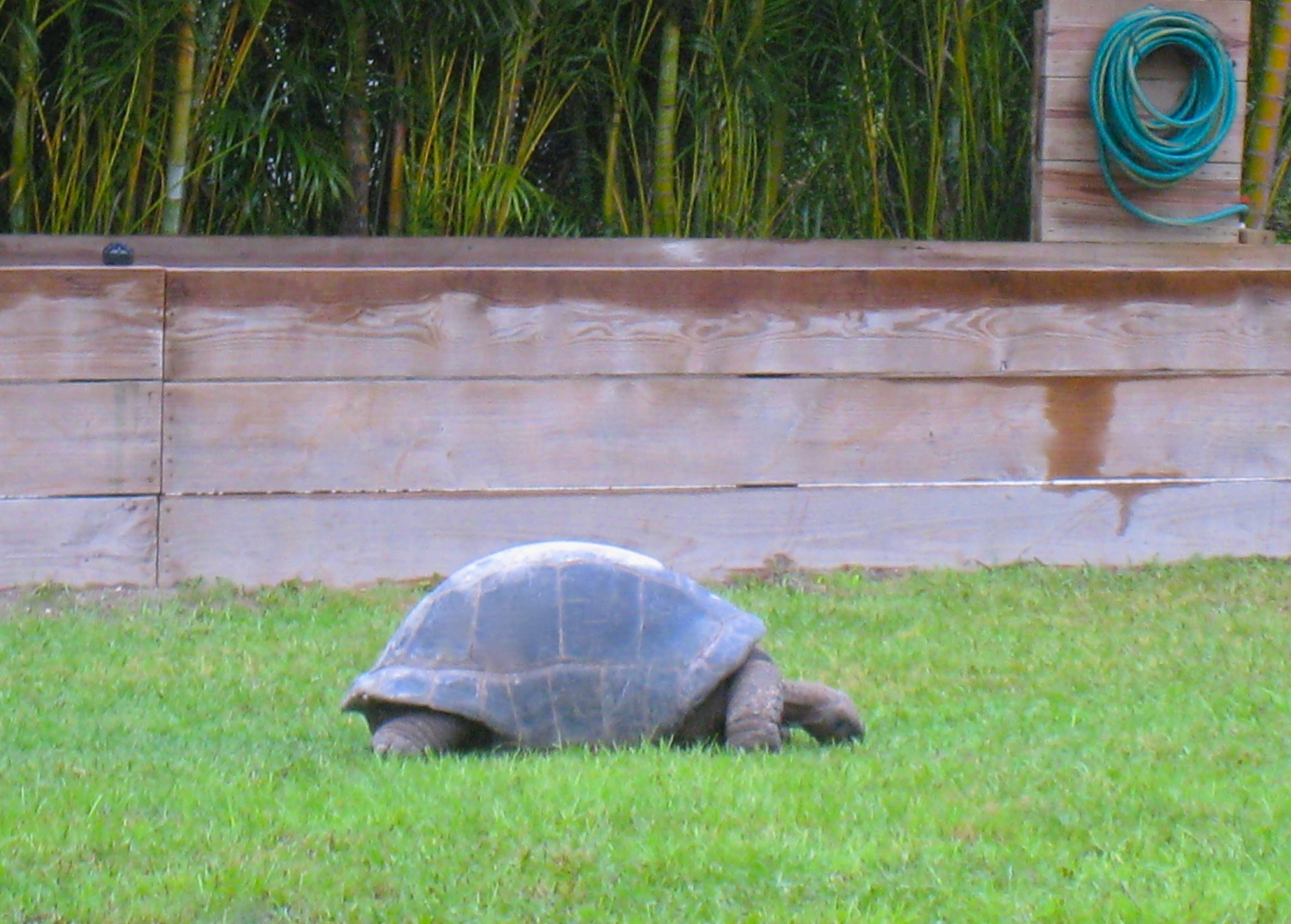 ALDABRA BREEDER