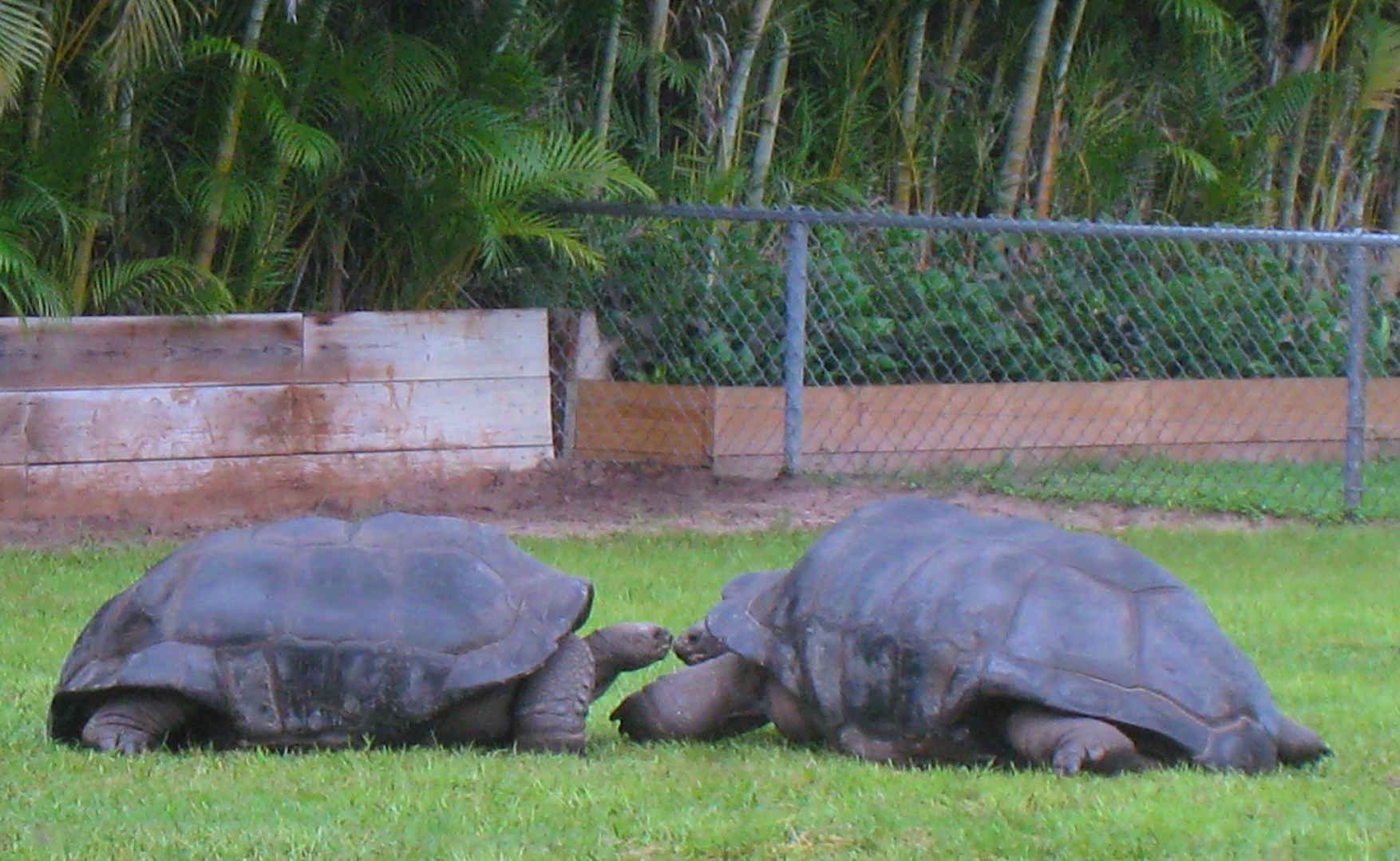 ALDABRA BREEDER