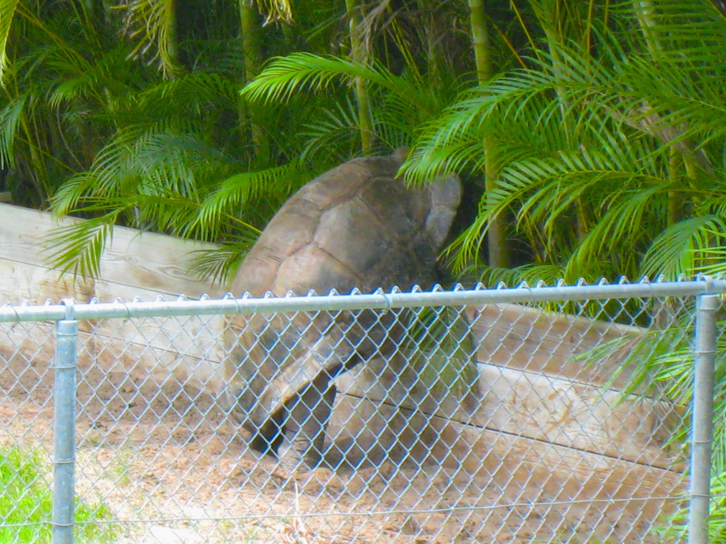 ALDABRA BREEDER