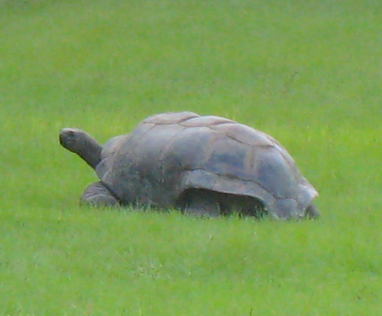 ALDABRA BREEDER