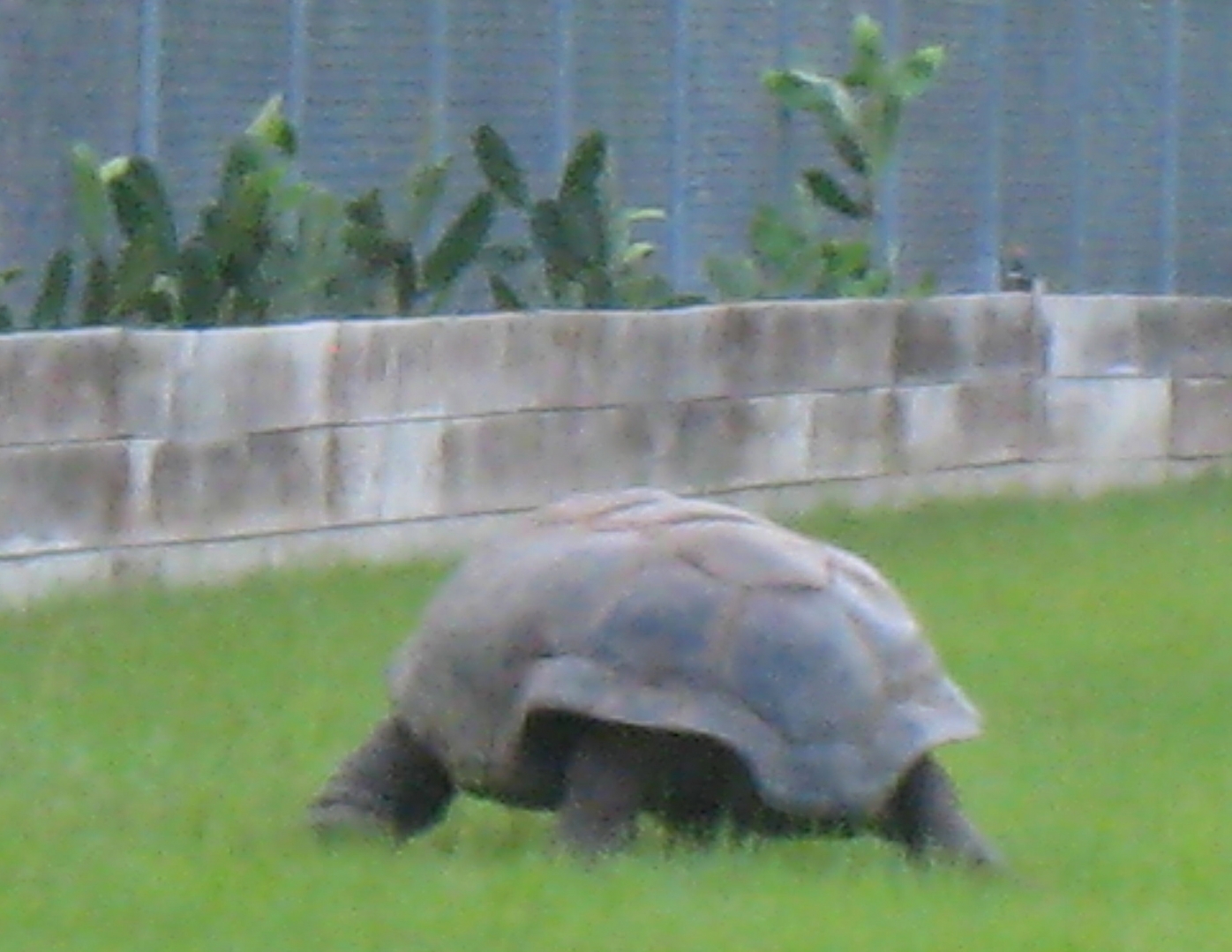 ALDABRA BREEDER