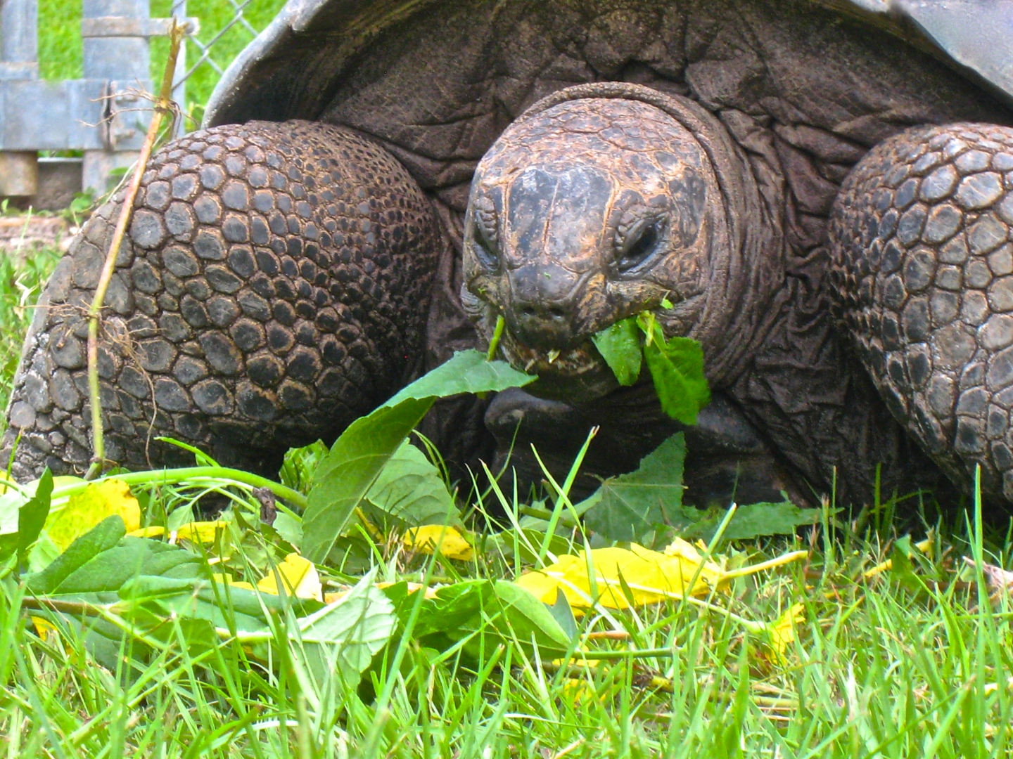 ALDABRA BREEDER
