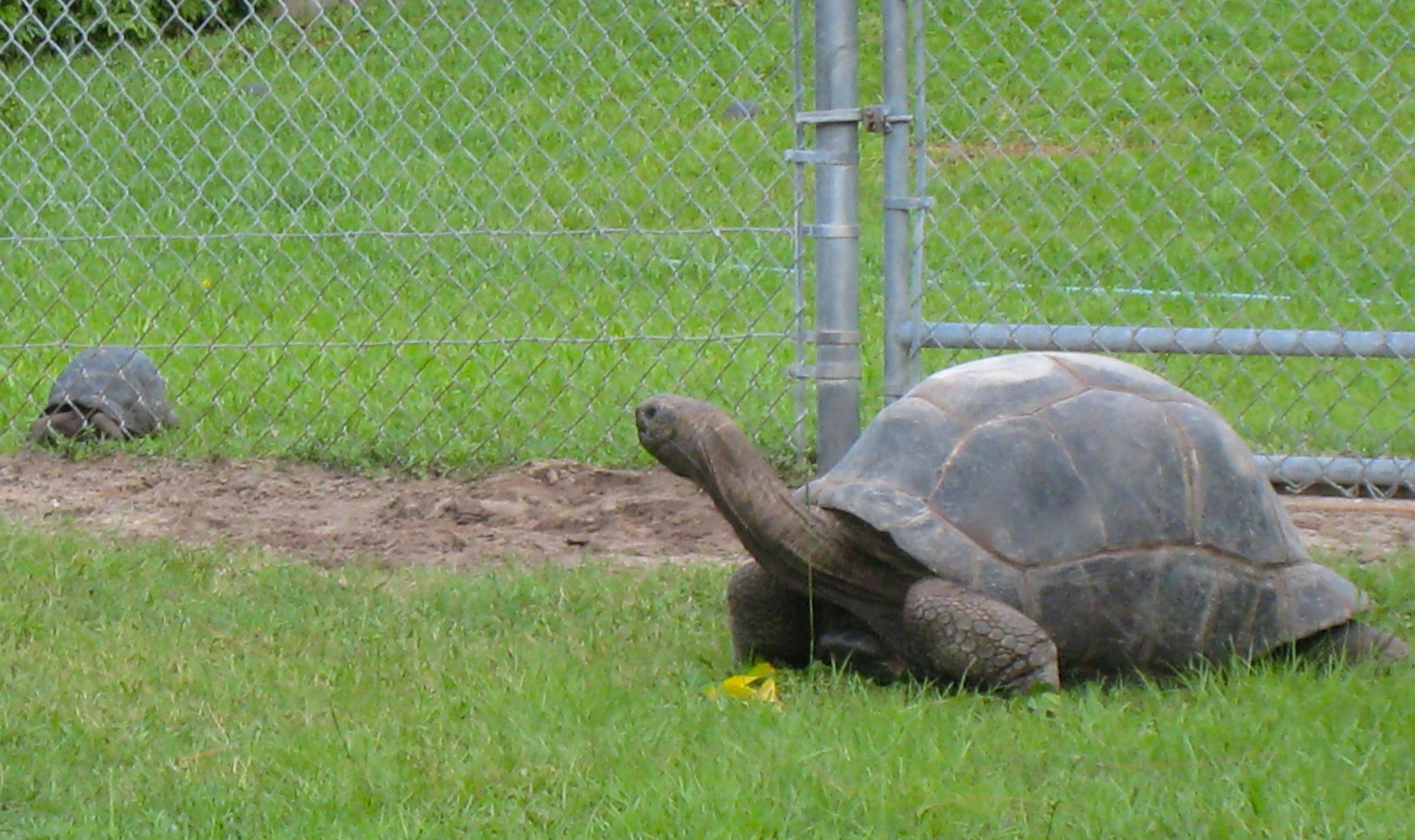 ALDABRA BREEDER