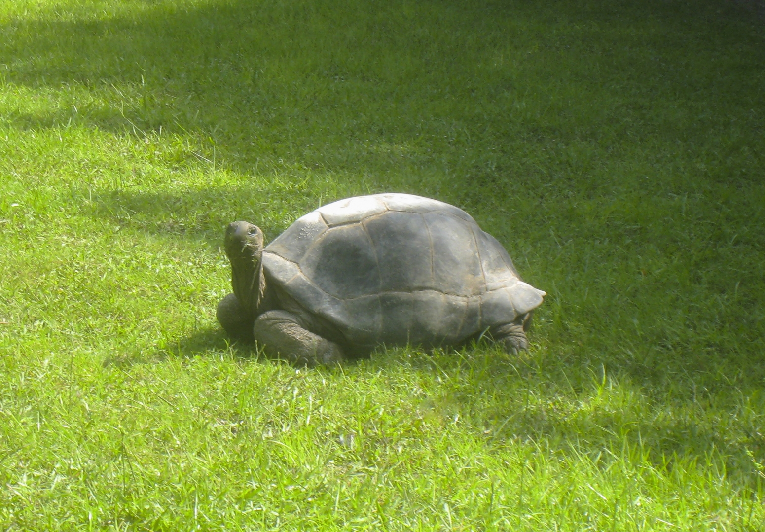 ALDABRA BREEDER