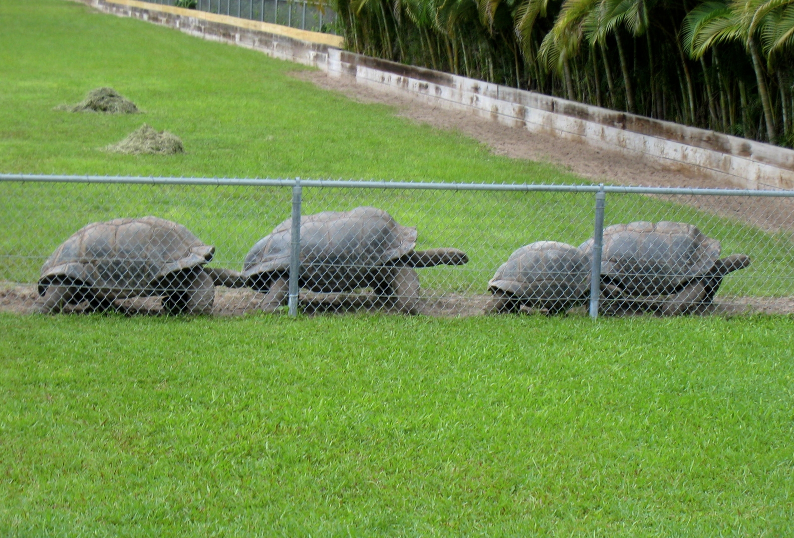 ALDABRA BREEDER