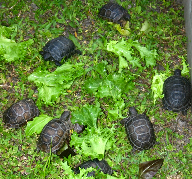 ALDABRA BREEDER